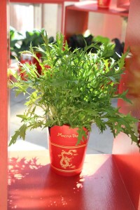 Brassica rapa 'Mizuna Early'