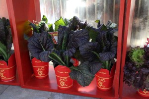 Brassica juncea 'Red Giant' Mustard