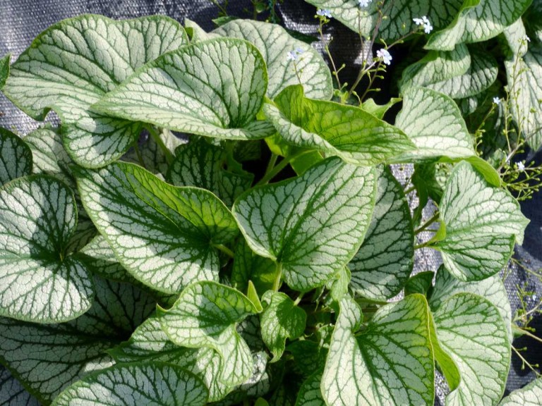 Brunnera 'Silver Charm' 