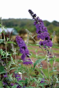 Buddleia ‘First Editions Psychedelic Sky’ Butterfly Bush (Bailey Nurseries)
