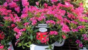 McHutchison’s Vaughn Fletcher Reviews New Offerings From Suntory Flowers And Westhoff
