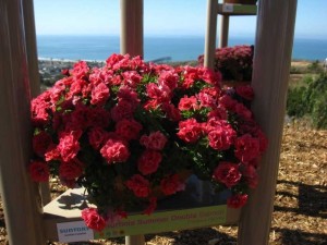 Petunia Surfinia 'Summer Double Salmon' (Suntory Flowers)