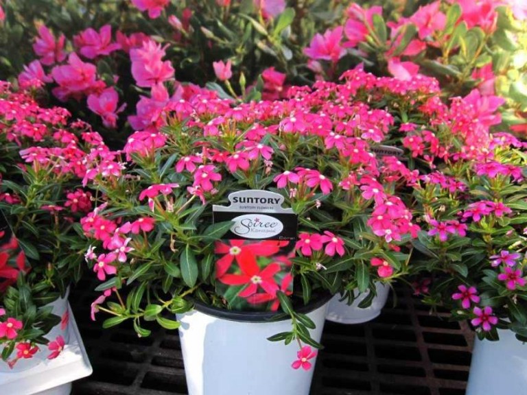 Catharanthus Soiree Kawaii series (Suntory Flowers)