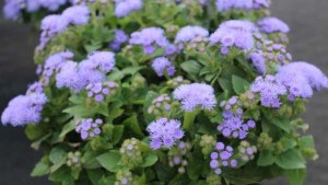 Floranova Opening New Chile-Based Research Station, Forgoing 2016 Spring Trials