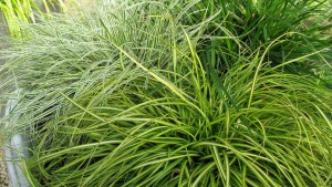 Hoffman Nursery Has A New 30-Year Anniversary Look!