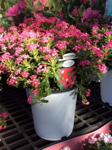 Catharanthus 'Soiree Double' (Suntory Flowers)