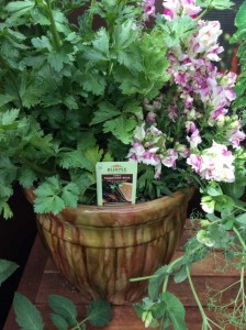 Celery 'Peppermint Stick' (Burpee Home Gardens)