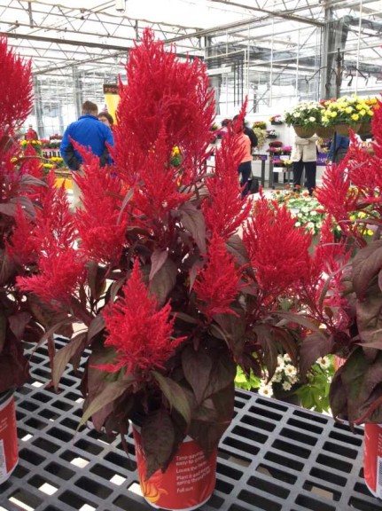 Celosia 'Dragon's Breath' (Sakata Seed)