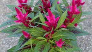 Allan Armitage Shares His Favorite Spring Trials Finds From Green Fuse Botanicals, Suntory And Ball Horticultural Co.