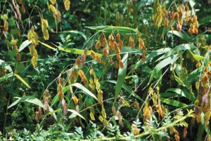 Grass To Avoid - Chasmanthium uniola