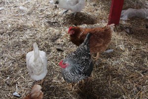 Chickens at Urban Garden Center