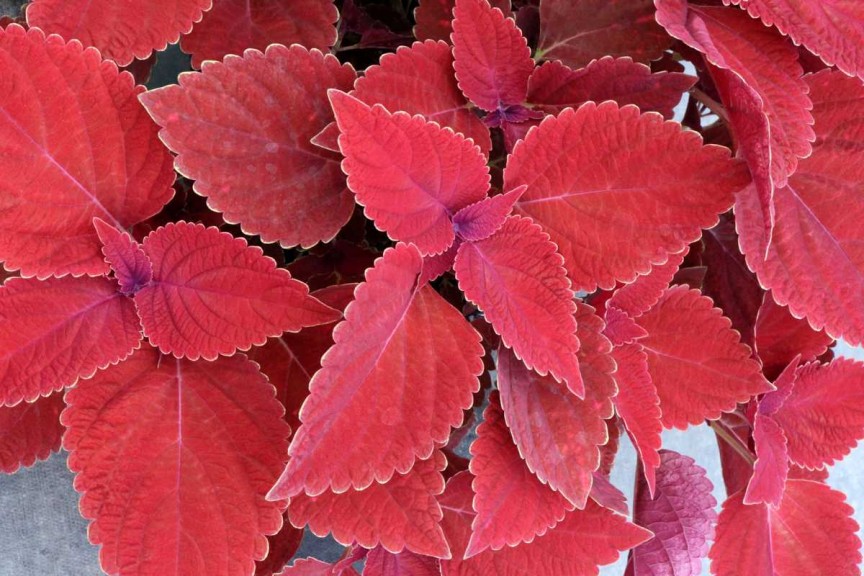 Coleus 'Color Clouds Valentine' 