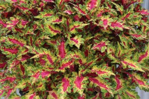 Coleus 'Globetrotters Gaga' 