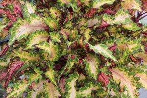 Coleus 'Globetrotters Jackie' 