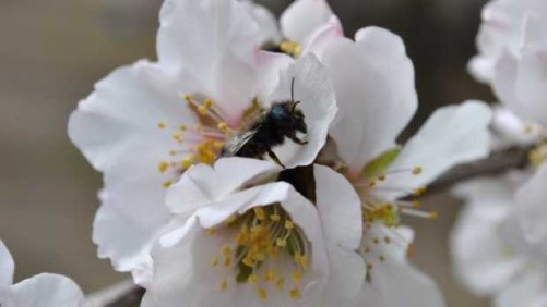 Pollinator Health 2015: What’s Next For Horticulture?