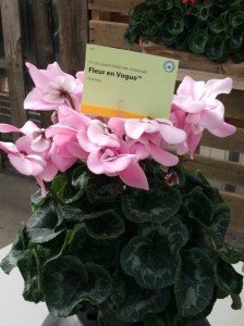 Cyclamen persicum 'Fleur en Vogue' (Syngenta Flowers)
