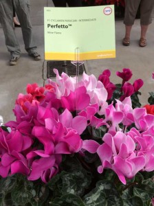 Cyclamen persicum 'Perfetto' (Syngenta Flowers)