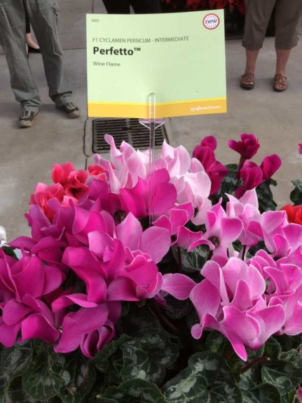 Cyclamen persicum 'Perfetto' (Syngenta Flowers)