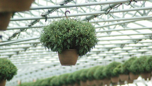 Growers Face Dilemma In Managing Plant Growth