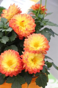 Dahlia ×hortensis 'Lubega Power Yellow Red' (Volmary)