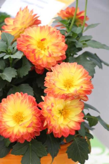 Dahlia ×hortensis 'Lubega Power Yellow Red' (Volmary)