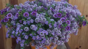 Danziger Highlights The Best Of Its 2016 New Variety Introductions