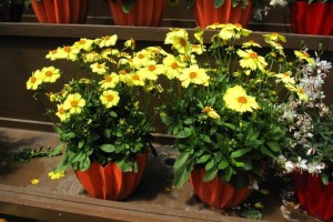 Danziger CAST Introductions 2015