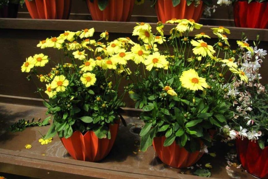 Danziger CAST Introductions 2015