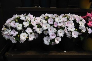 Danziger CAST Introductions 2015