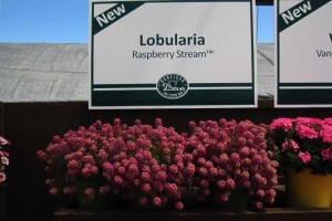 Danziger CAST Introductions 2015