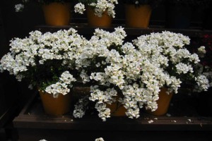 Danziger CAST Introductions 2015