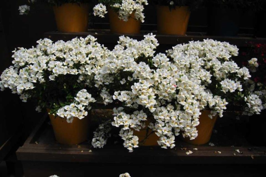 Danziger CAST Introductions 2015