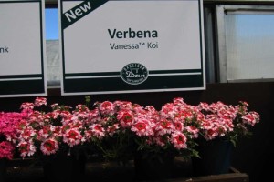 Danziger CAST Introductions 2015