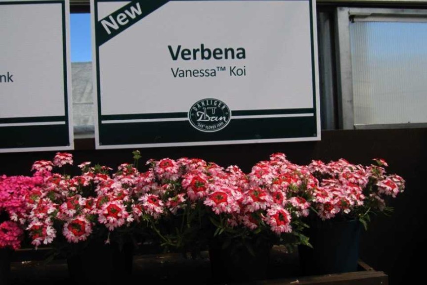 Danziger CAST Introductions 2015