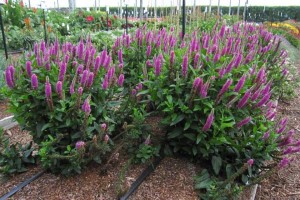 Danziger CAST Introductions 2015