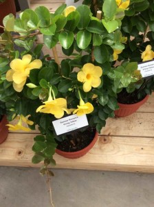 Dipladenia 'Summer Romance Vining Yellow' (Ball Ingenuity)