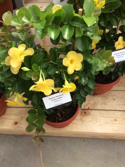 Dipladenia 'Summer Romance Vining Yellow' (Ball Ingenuity)