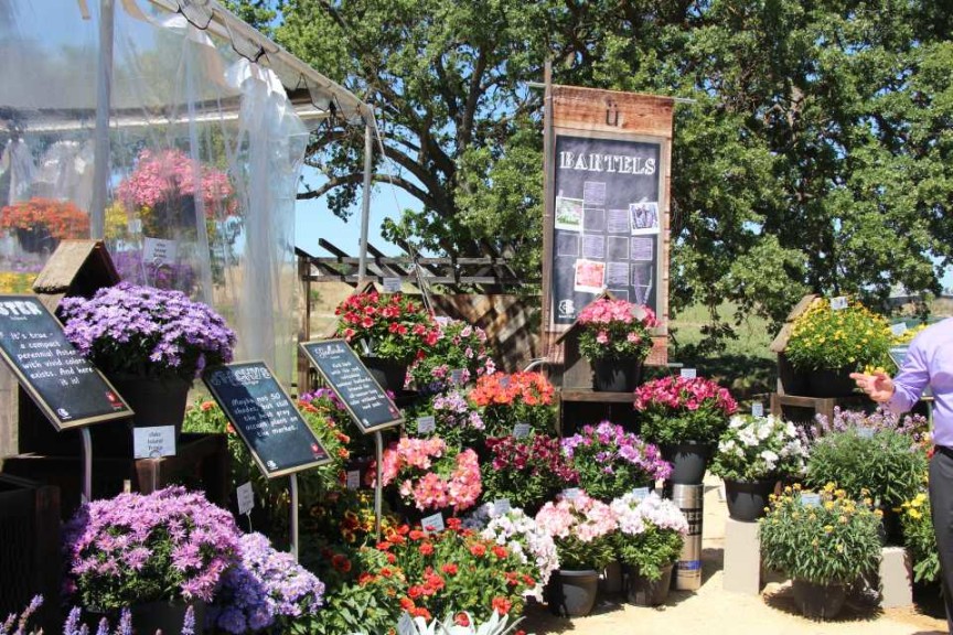 New varieties from Bartels