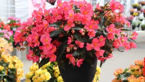 Dümmen Orange Is The New Name For DNA Green Group