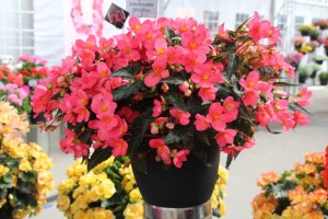 Begonia 'Unbelieveable First Kiss'