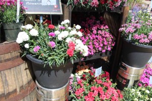 Confetti Garden Sunflor Trio