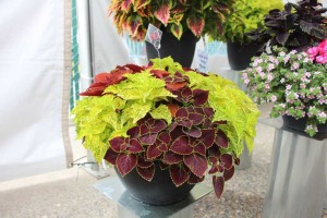 Confetti Garden Trafalgar Square - a coleus mix
