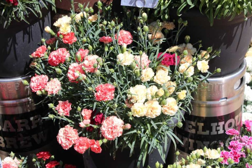 Confetti Garden Dianthus Odessa Trio