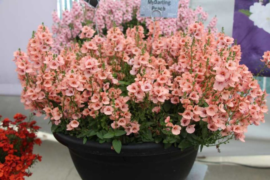 Diascia 'My Darling Peach'