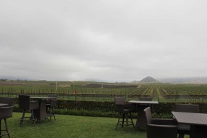 Edna Valley Vineyards in San Luis Obispo