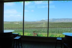 Panoramic view of Edna Valley Vineyards through the tasting room window