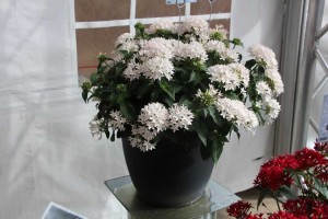 Pentas Piñata Series