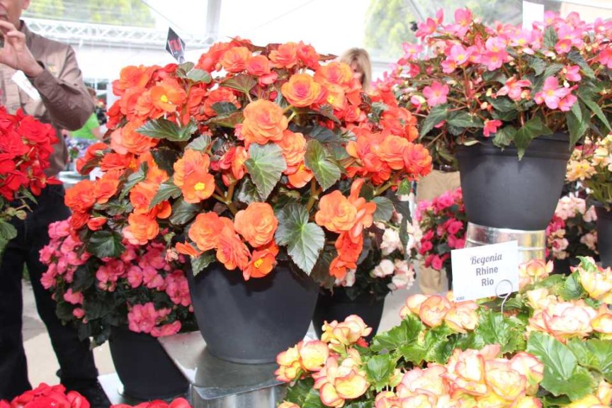 Begonia hiemalis 'Oh So Orange'