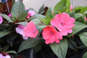 Impatiens 'Sun Standing Salmon Pink' 