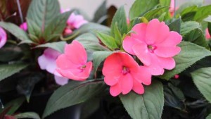 Dümmen Group Updates Confetti, Debuts New Mixes And Consolidates Genetics